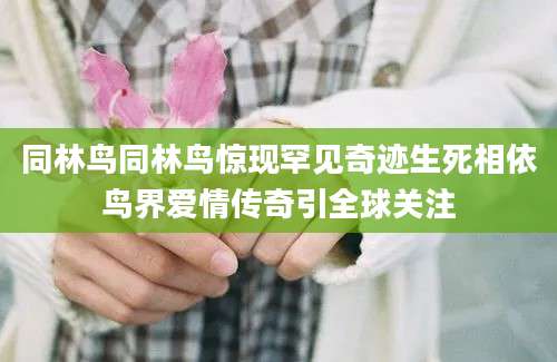 同林鸟同林鸟惊现罕见奇迹生死相依鸟界爱情传奇引全球关注