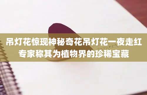 吊灯花惊现神秘奇花吊灯花一夜走红专家称其为植物界的珍稀宝藏