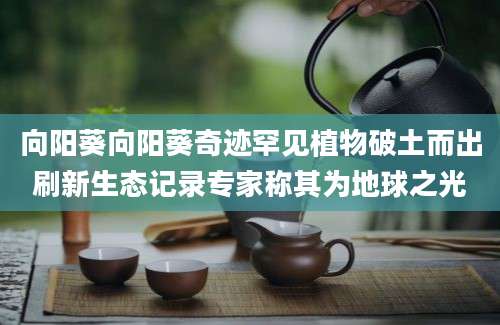 向阳葵向阳葵奇迹罕见植物破土而出刷新生态记录专家称其为地球之光